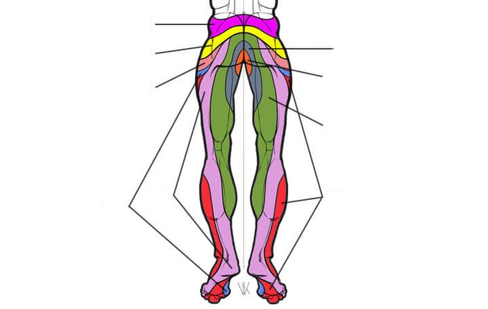 the inner region of the lumbar segments